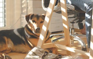 Dog-Friendly Offices