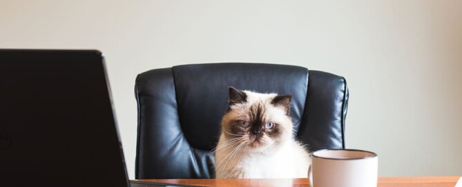 Cat on a chair